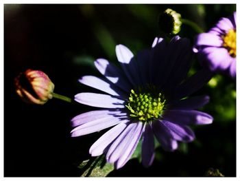 Close-up of purple flowers blooming outdoors