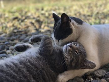 Close-up of cats relaxing outdoors
