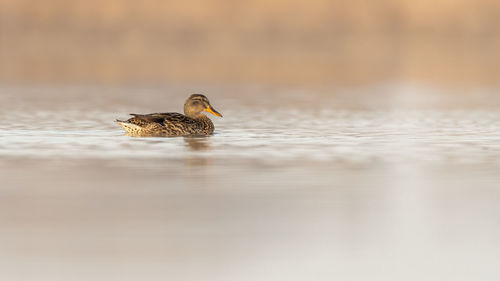 High angle view of duck swimming in lake