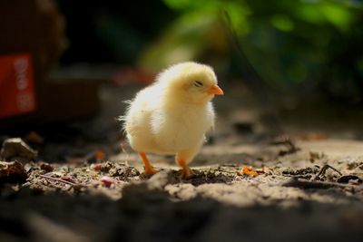 Close-up of chick