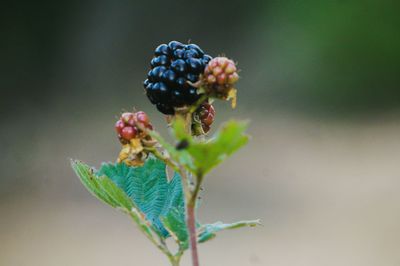 Close-up of blackberry plant
