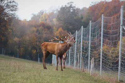 View of deer on field