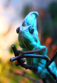 Close-up of chameleon