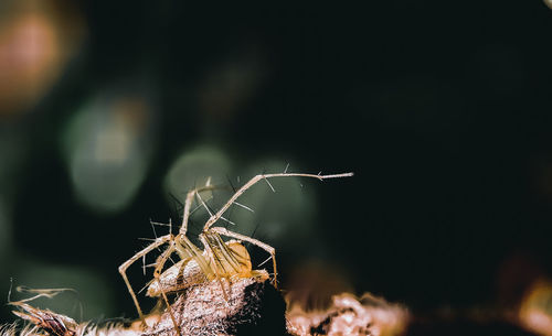 Close-up of spider