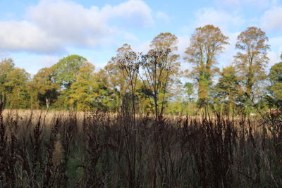 Panoramic view of trees growing on field against sky