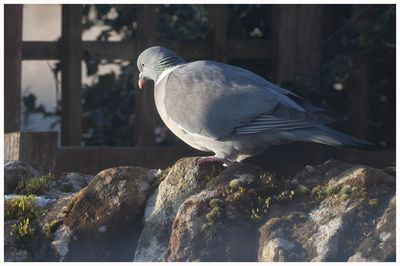 Close-up of seagull perching on rock