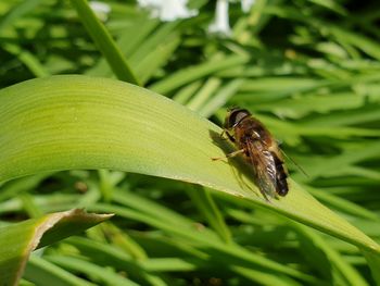 Close-up of insect on leaf