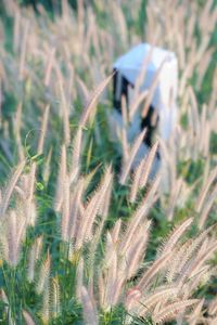 Close-up of crops on field