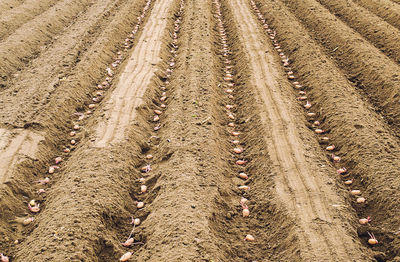 Seed sprouted potatoes are planted in rows in the ground before soil digging closing. 