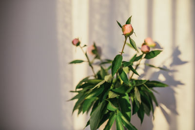 Close-up of flowering plant