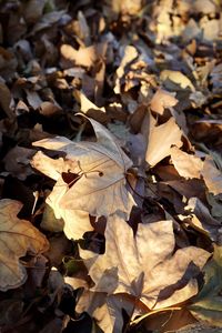 High angle view of dried leaves on field