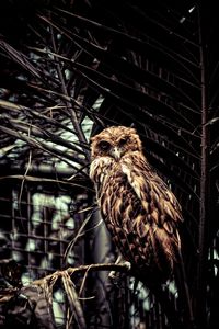 Bird perching on wall