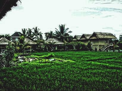 building exterior, grass, architecture, built structure, field, house, tree, sky, growth, rural scene, green color, plant, agriculture, grassy, nature, landscape, clear sky, farm, day, residential structure