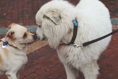 Close-up of dog outdoors