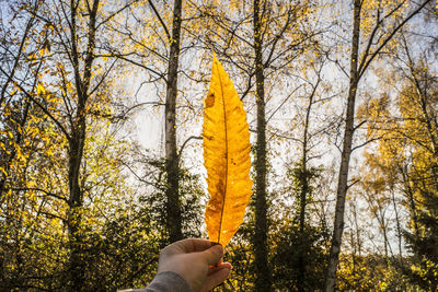 Close-up of person holding yellow autumn trees against sky