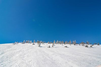 Panoramic view of birds against clear blue sky