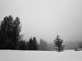 Trees on snow covered landscape against clear sky