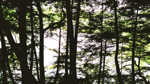 Low angle view of trees in forest