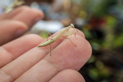 Close-up of insect on hand