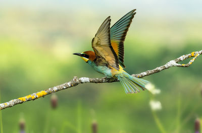 Close-up of bird perching on branch