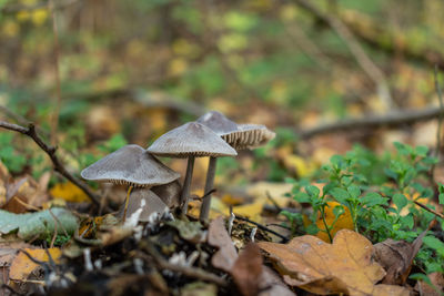 Close-up of mushroom growing on field