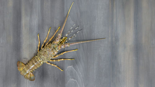 High angle view of insect on wall