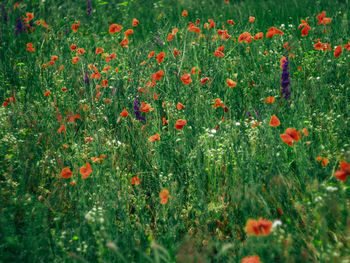 Poppy flowers on field