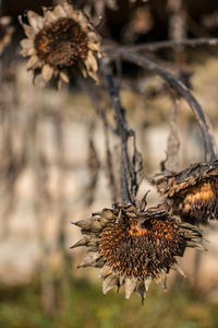 Close-up of wilted plant