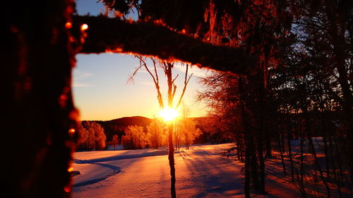 Sun shining through trees