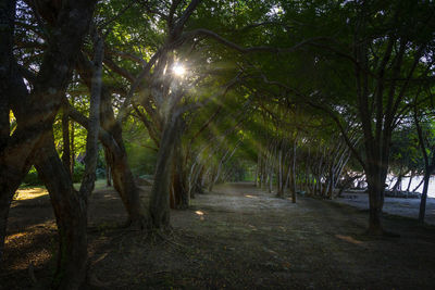 Trees on landscape