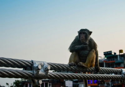 Close-up of monkey on a steel cable