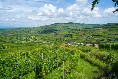 Scenic view of vineyard against sky