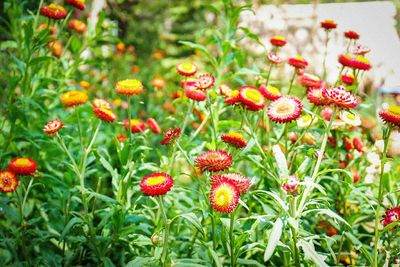 Close-up of red flowers blooming in field