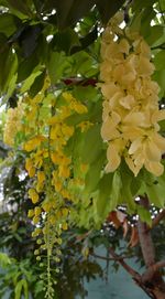 Close-up of leaves on tree