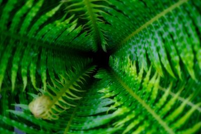 Full frame shot of green leaves