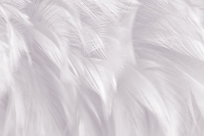Vintage color trends chicken feather texture background