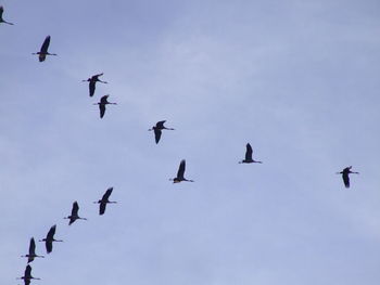 Low angle view of birds flying