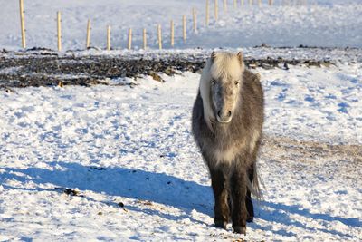 Icelandic horse on snow covered field