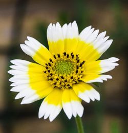 Close-up of white and yellow flower