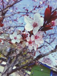 Low angle view of cherry blossoms