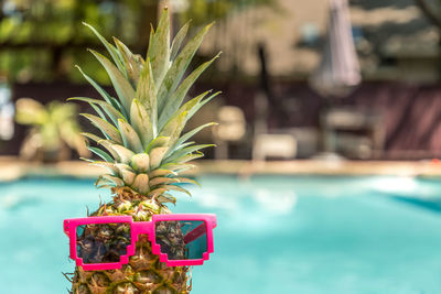 Close-up of a pineapple with sunglasses by swimming pool, funny pic