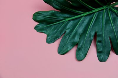 Close up of green leaf on pink background