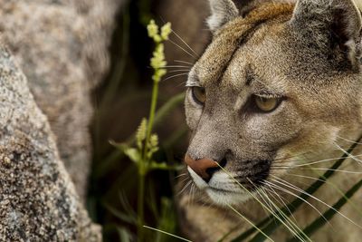 Close-up of puma looking away