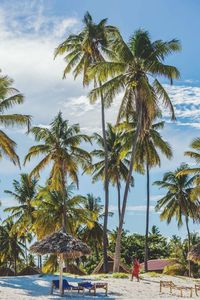 Palm trees at seaside