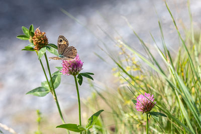 Close-up of butterfly pollinating on pink flower