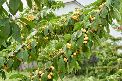 Low angle view of fruits growing on tree