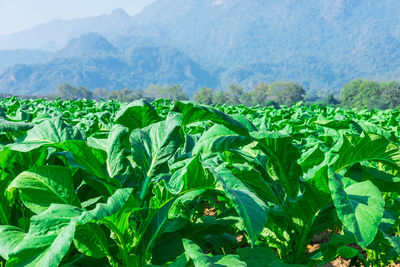 Plants growing on land