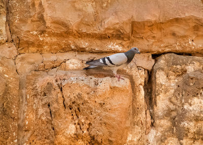 Side view of pigeon flying against wall
