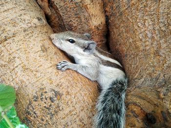 Close-up of squirrel on tree trunk