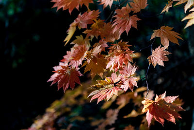Close-up of maple leaves on plant